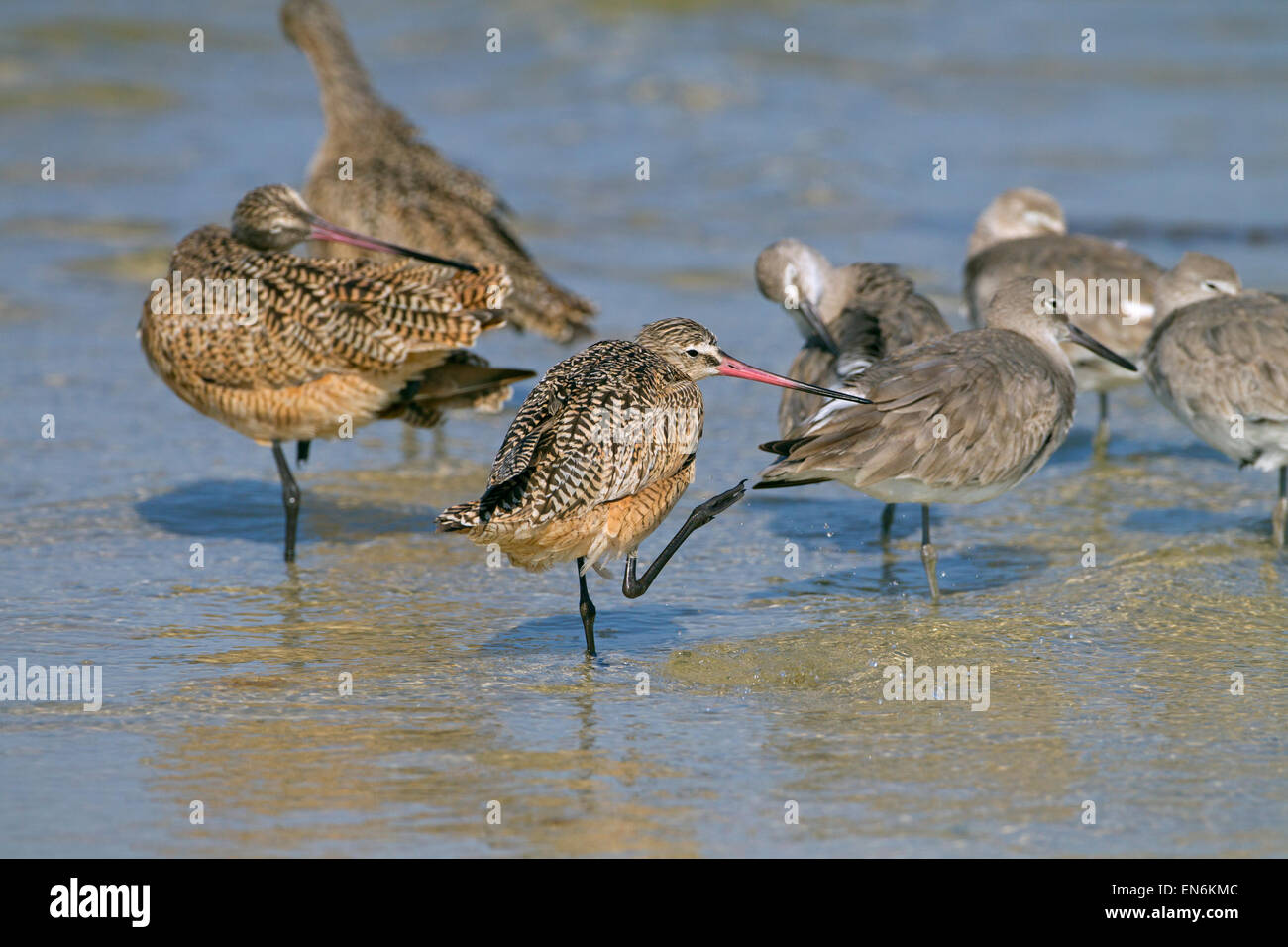 Marbled Godwits Limosa fedoa and Willets feeding March Fort Myers beach Gulf coast Florida USA Stock Photo