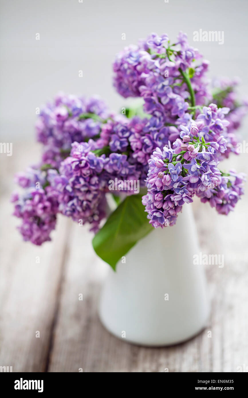 Lilac in white vase Stock Photo Alamy
