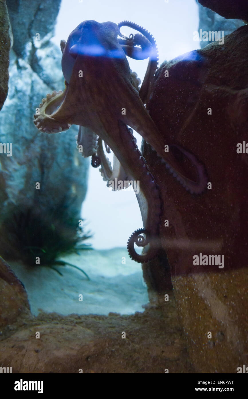 Octopus swimming hires stock photography and images Alamy