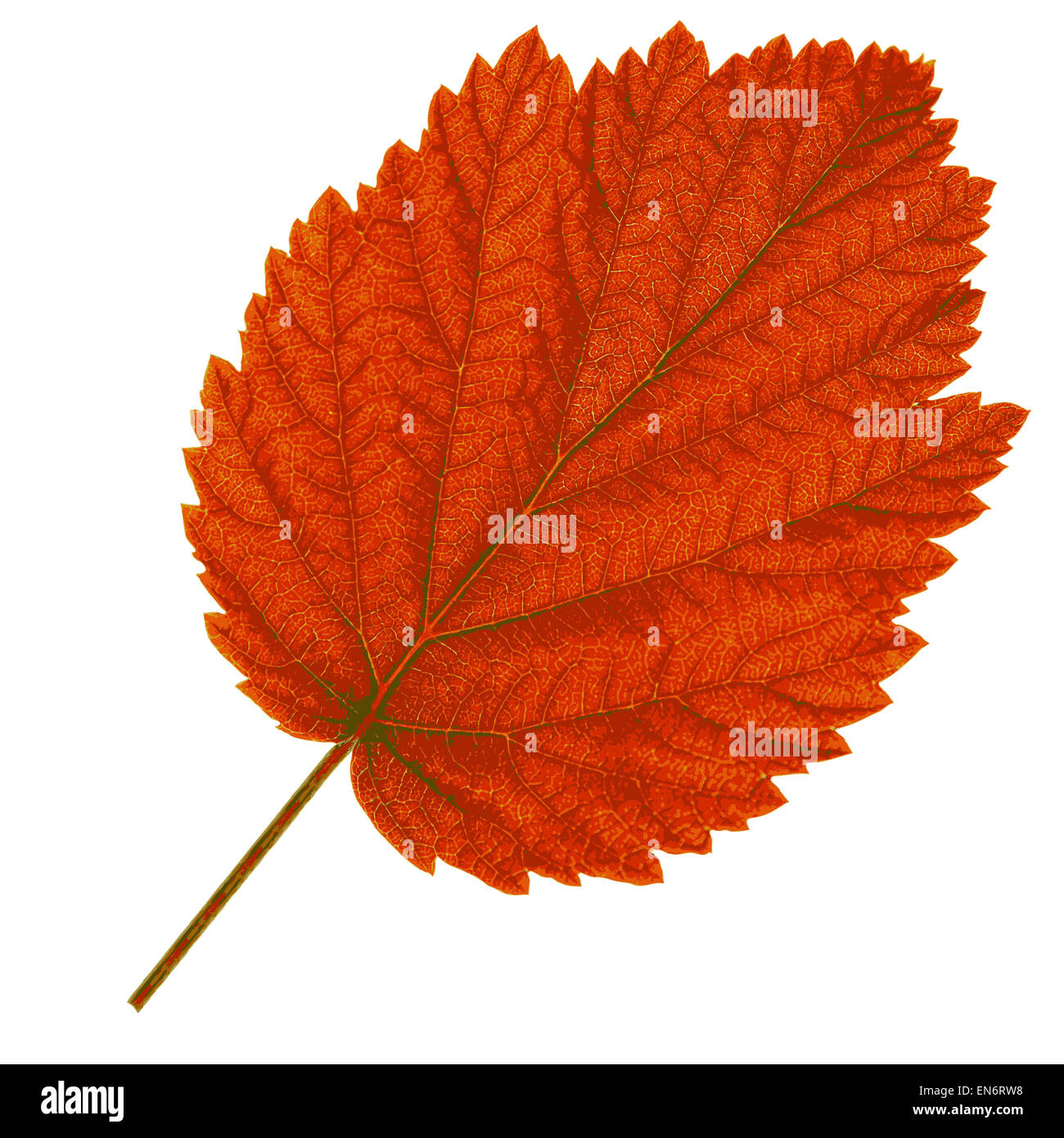Autumn leaf on white background. Vector illustration Stock Photo - Alamy