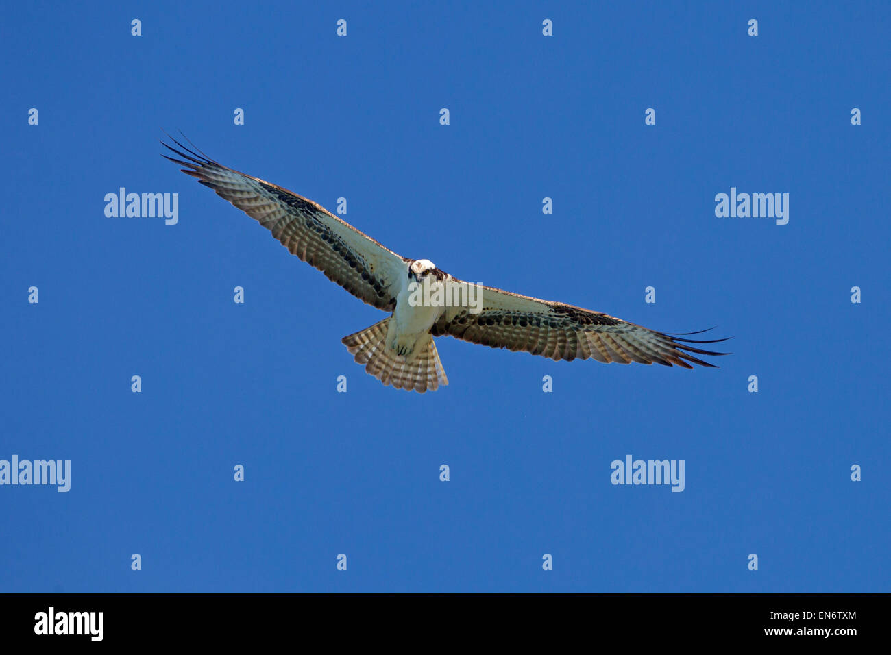 Osprey Pandion haliaetus Gulf coast Florida USA Stock Photo