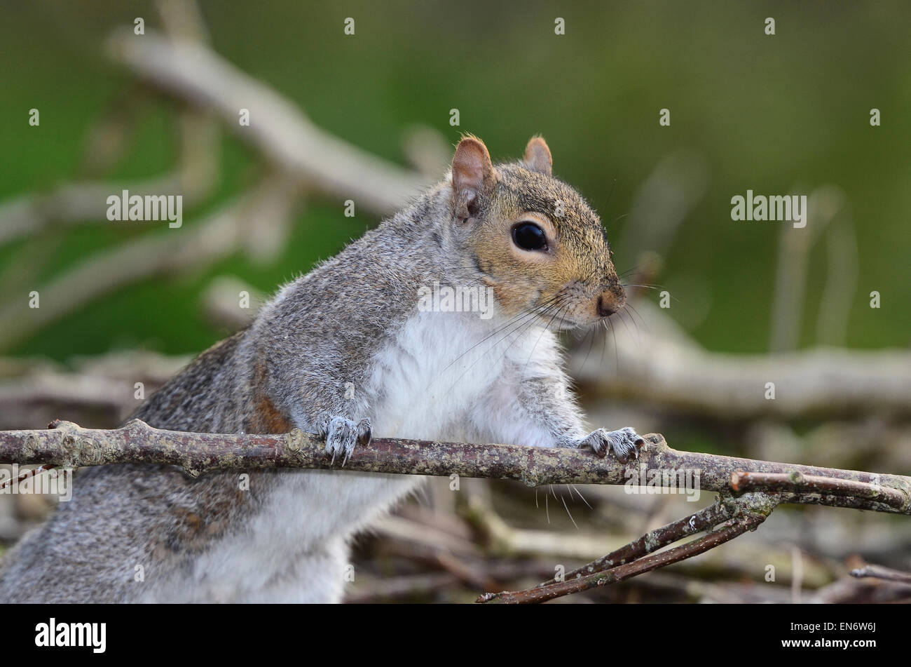 A grey squirrel on some twigs UK Stock Photo