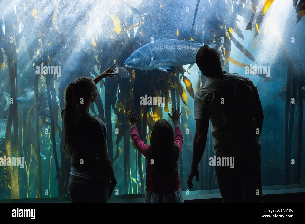 Happy family looking at fish tank Stock Photo