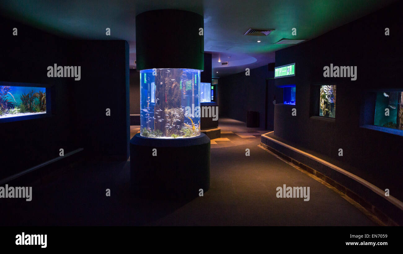 Fish tanks hires stock photography and images Alamy