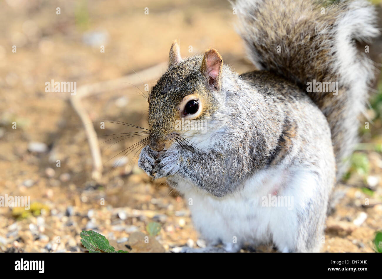 A grey squirrel with a nit in its paws UK Stock Photo