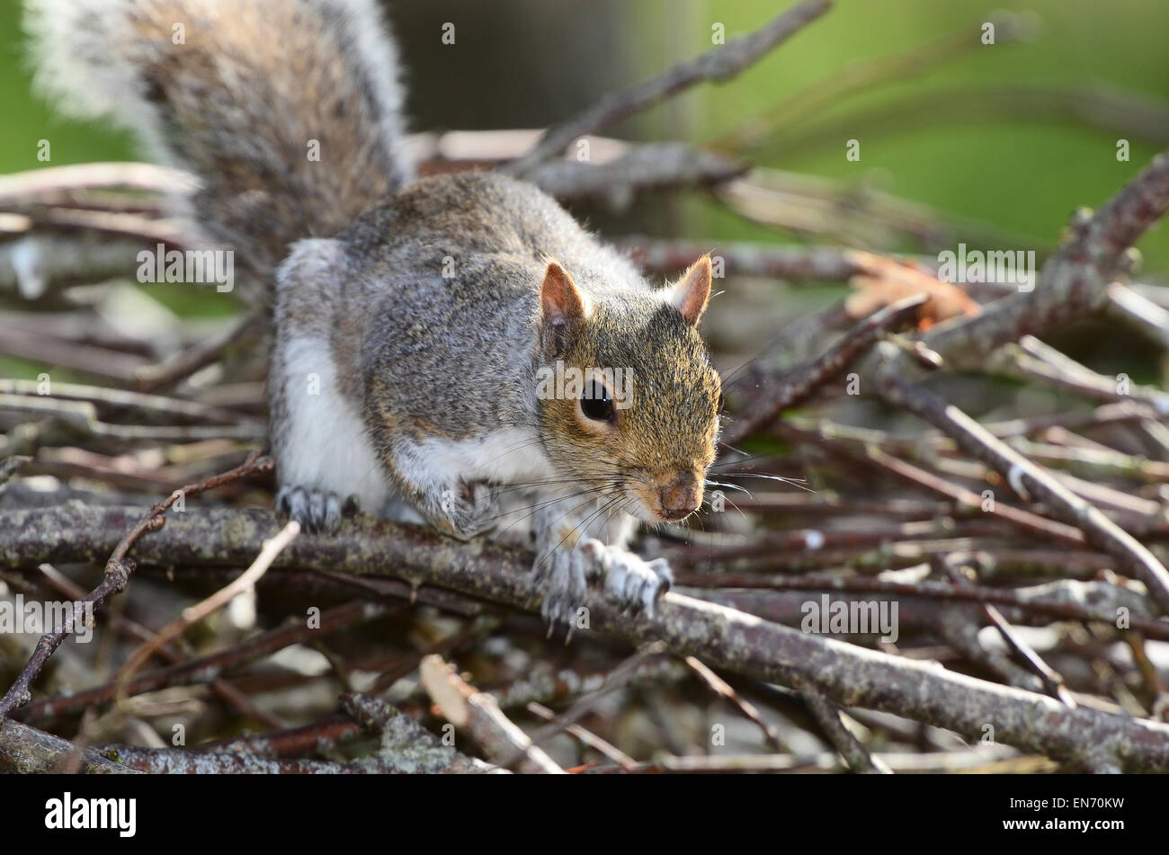 A grey squirrel on twigs UK Stock Photo