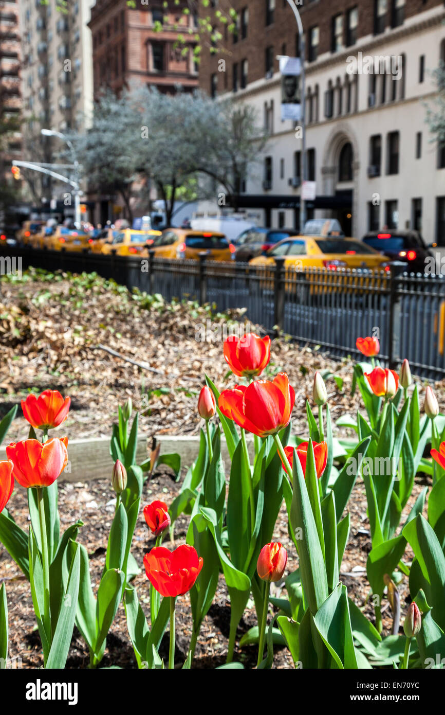 New York, NY, USA. 22 th April, 2015. Park Avenue view with tulips in ...