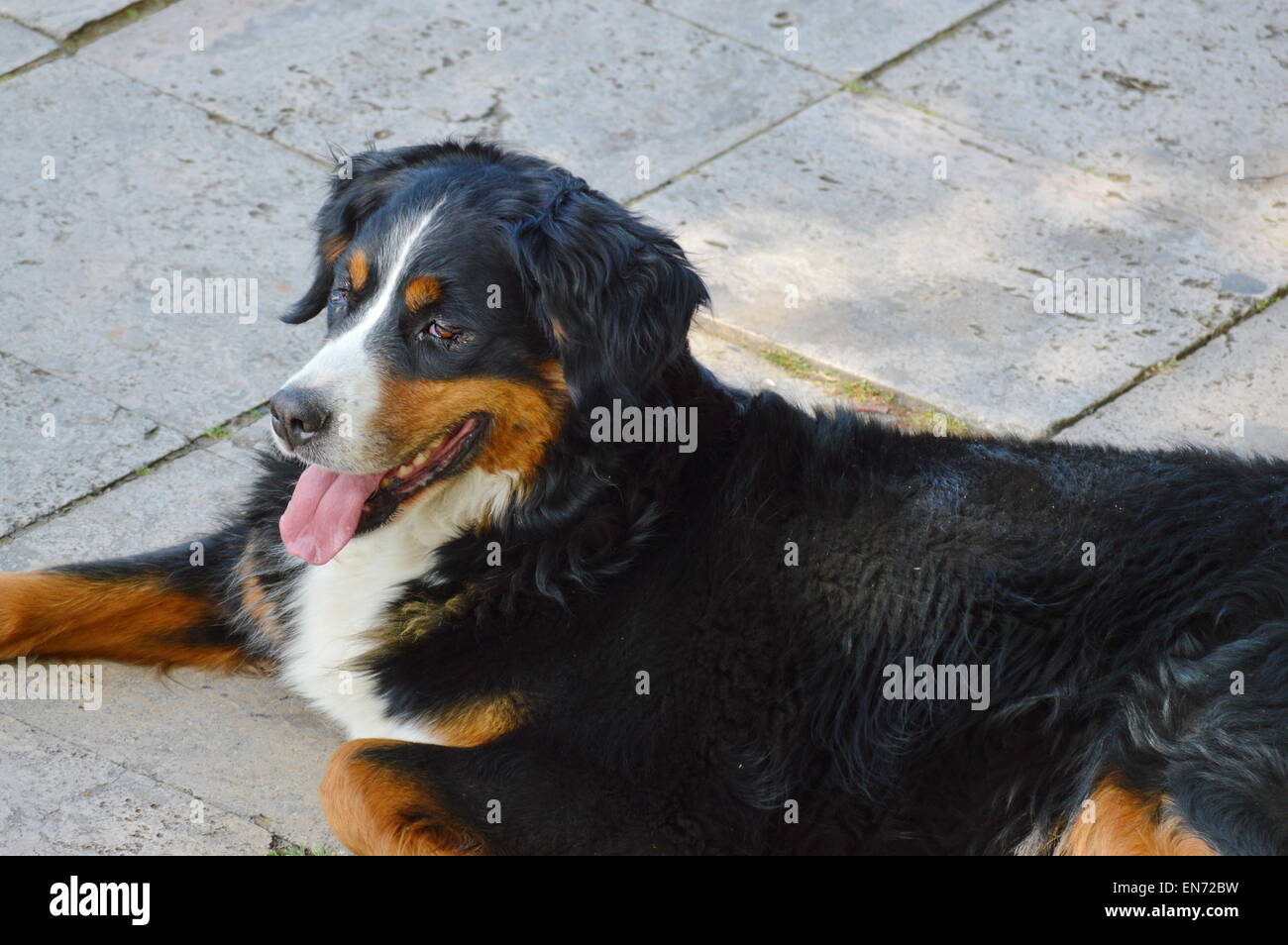 Bernese Mountain Dog lying on the sidewalk Stock Photo
