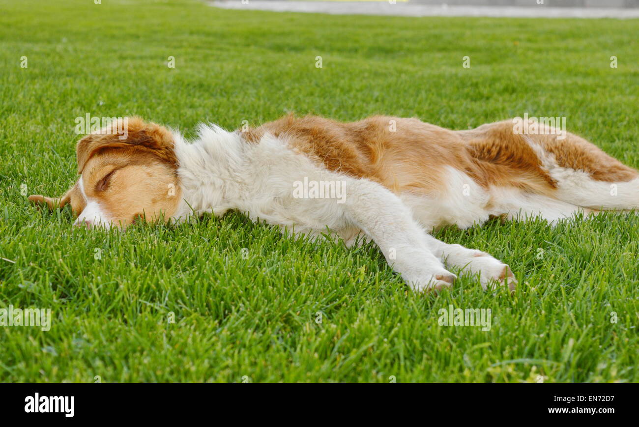 Sleepy dog with orange reddish fur lying in the grass Stock Photo Alamy