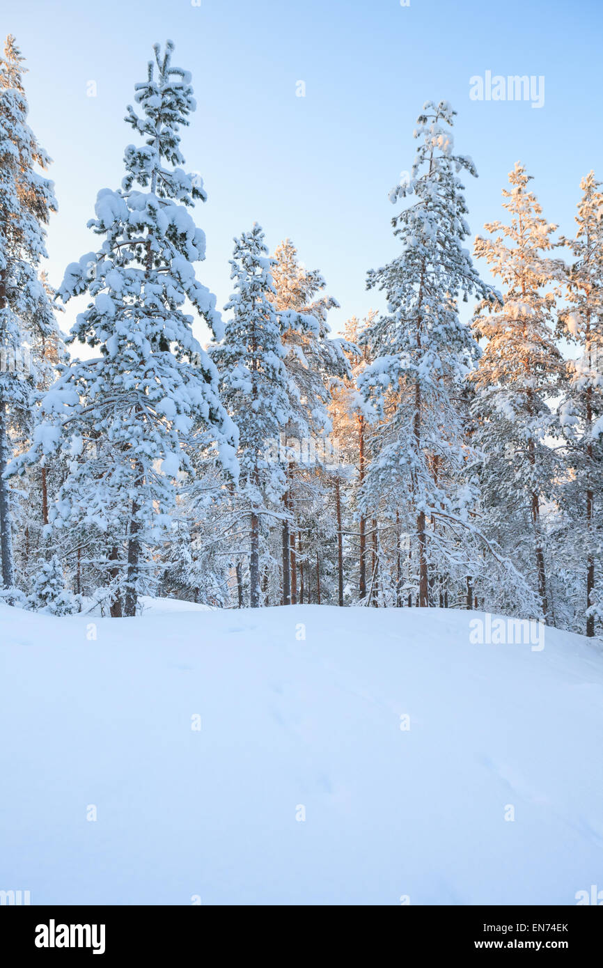 Snowy forest at winter Stock Photo - Alamy