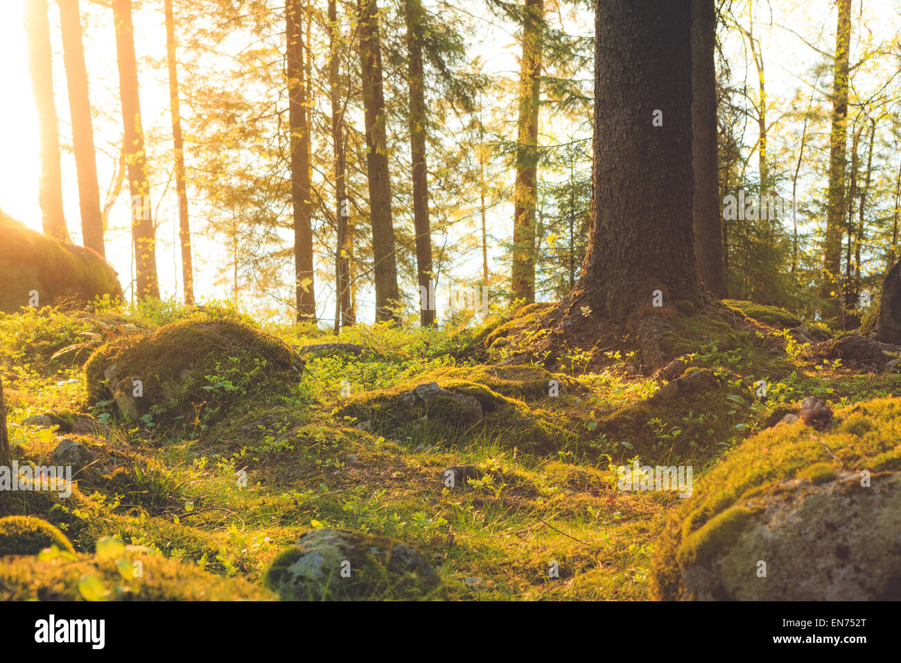 Natural forest at sunset Stock Photo