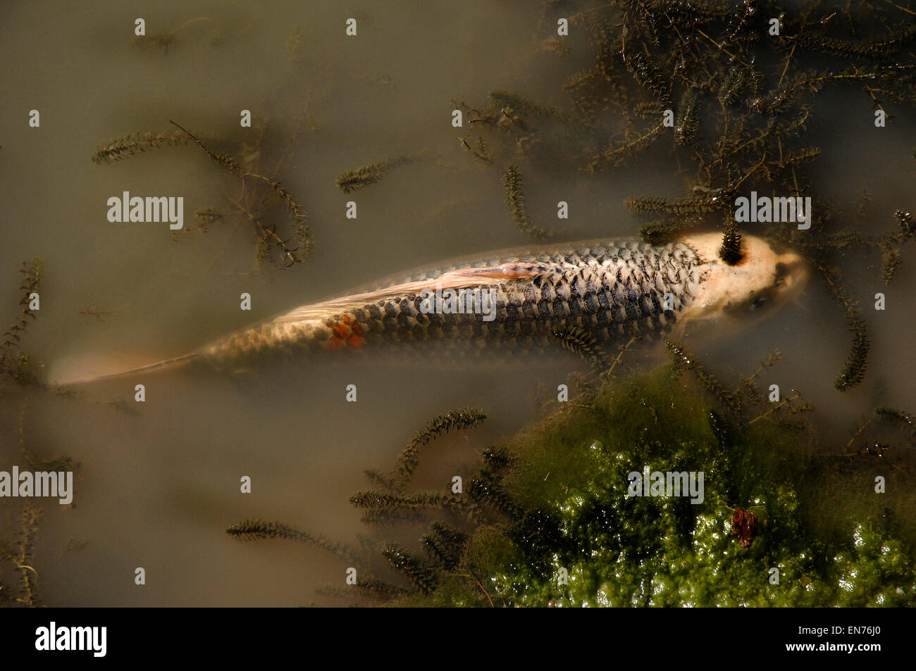 Single koi carp kigoi swiming in pond Stock Photo