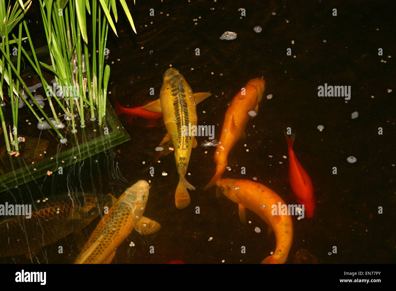 Koi carp swimming in a pond in herfordshire Stock Photo