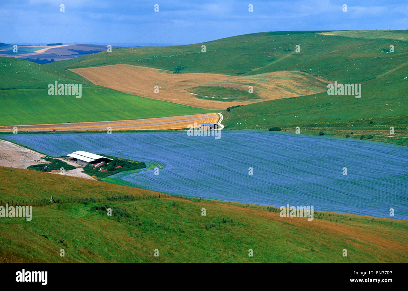 Blue flax crop on the Wiltshire Downs, near Pewsey, UK Stock Photo