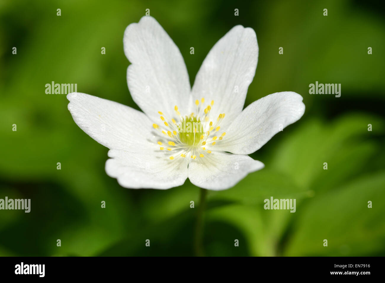 Plantlife flora uk gb flowering wood anemone thimbleweed hires stock