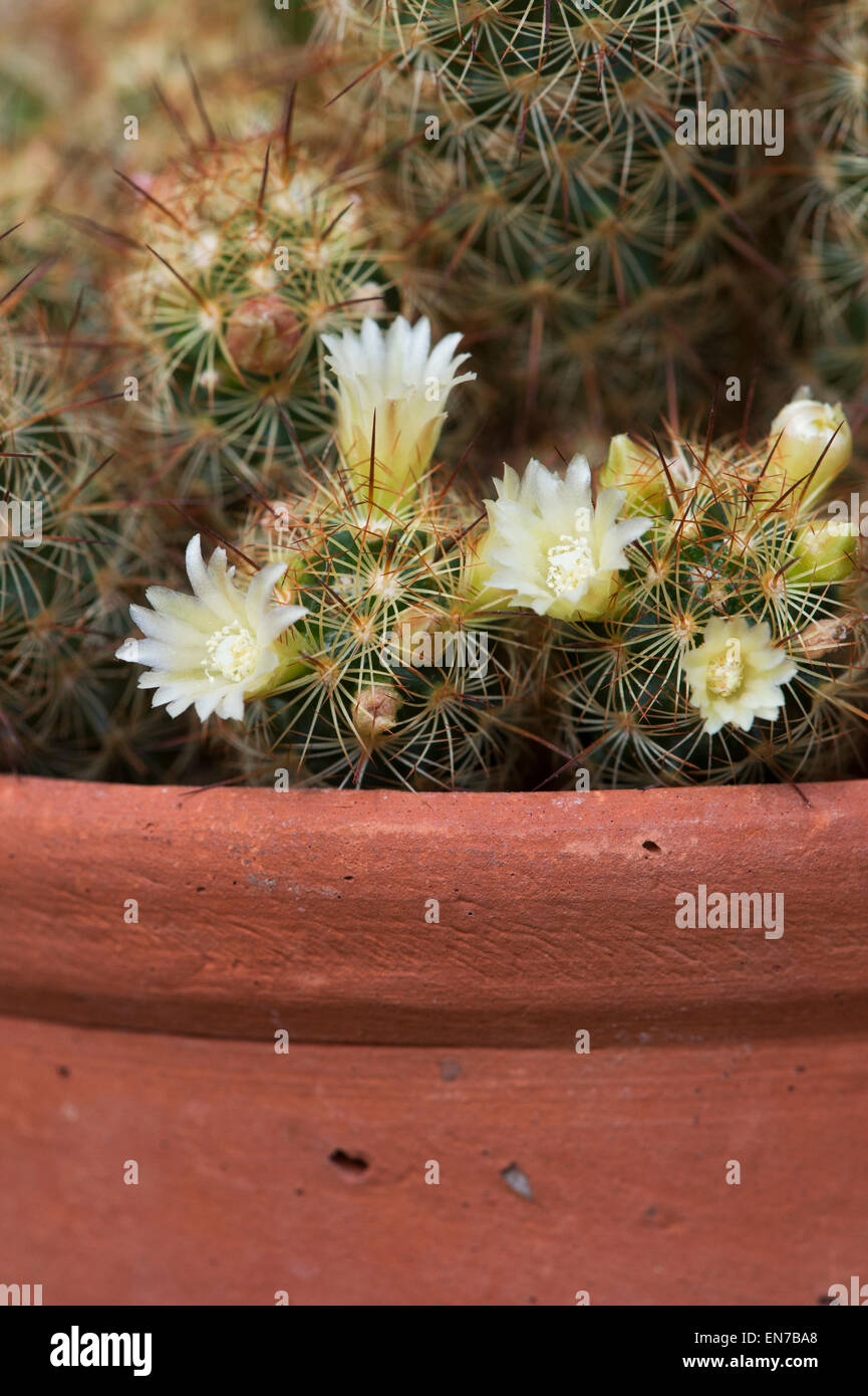 Mammillaria Elongata. Cactus flowers Stock Photo