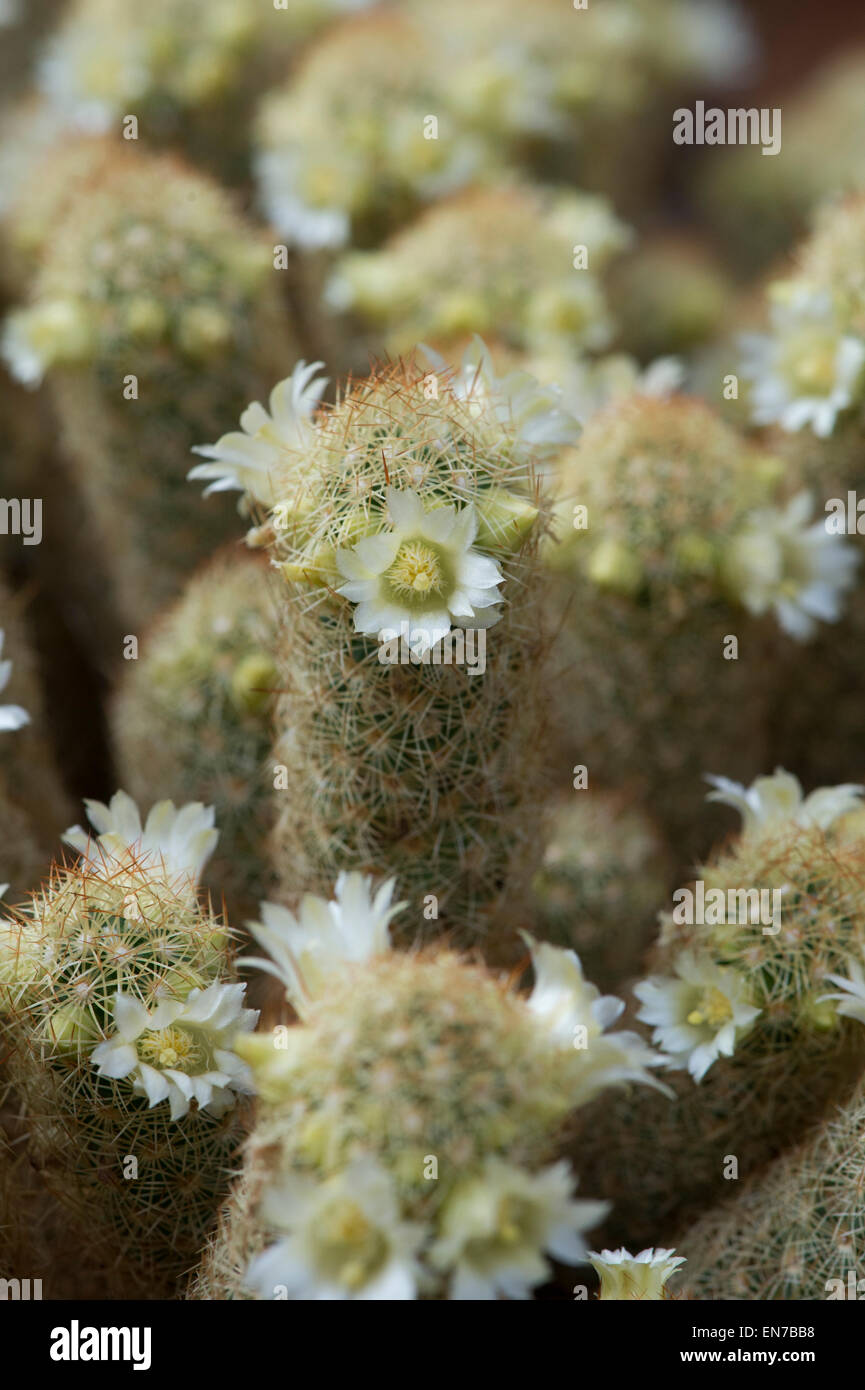Mammillaria Elongata. Cactus flowers Stock Photo