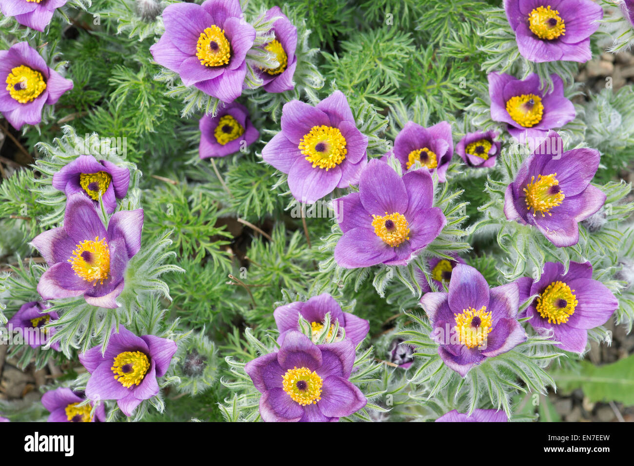 Pulsatilla Vulgaris Grandis. Pasque flower Stock Photo