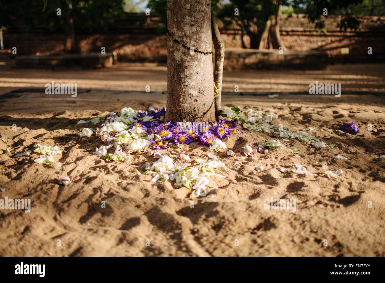Flowers at the base of a tree at Sri Maha Bodhi in Anuradhapura, Sri Lanka. Stock Photo