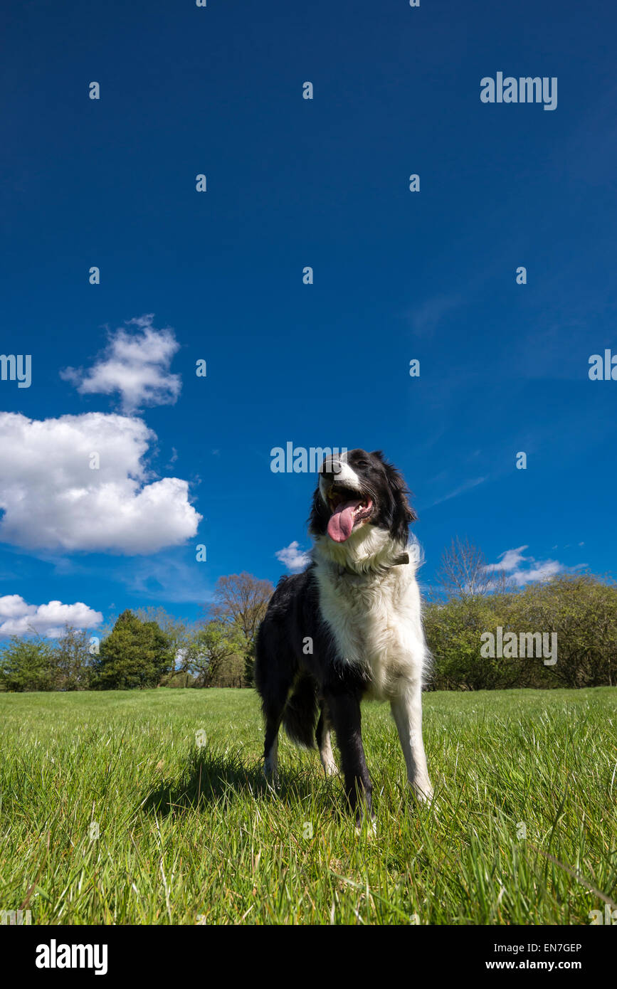 Border Collie stood in an field on a sunny spring day with deep blue sky overhead. Stock Photo