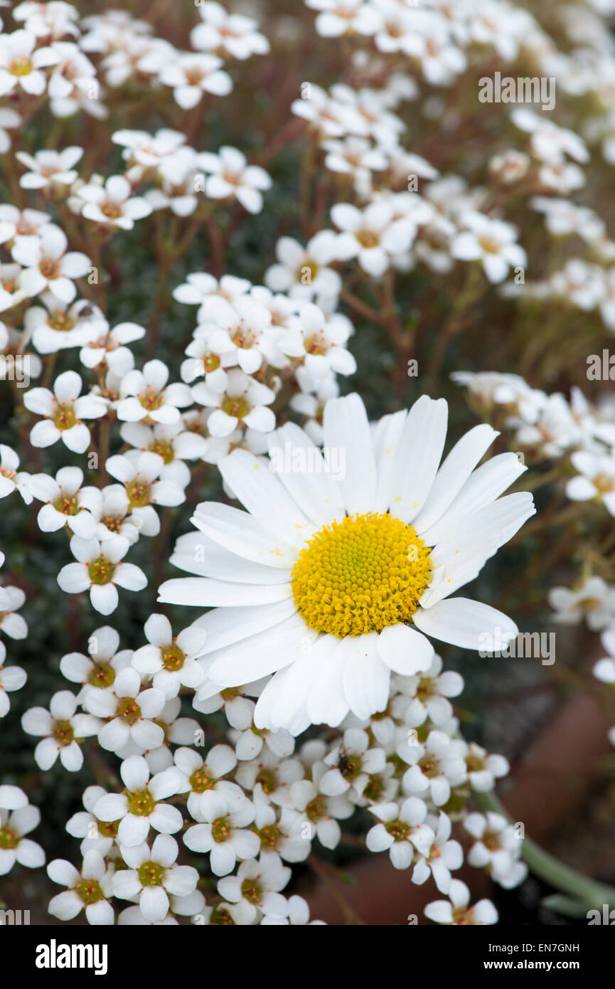 Rhodanthemum hosmariense. Moroccan daisy and Saxifraga cinerea Stock Photo