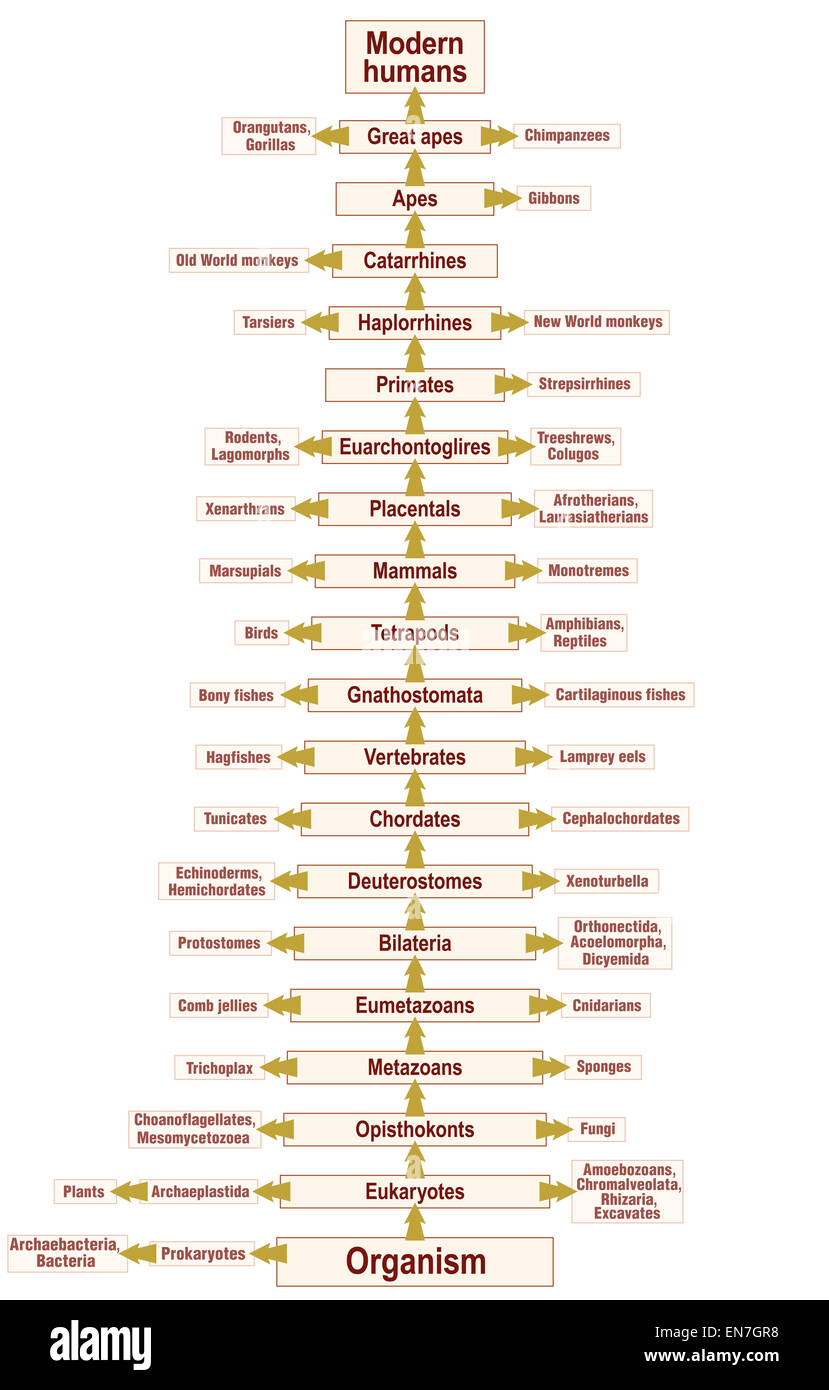 Tree of life of the human evolution from ORGANISM to MODERN HUMANS. Stock Photo