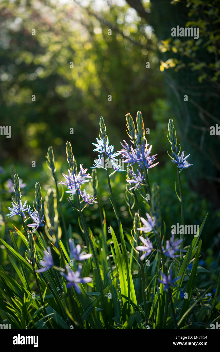 Camassia Leitchlinii with blue flowers glowing in spring sunlight in an English garden. Stock Photo