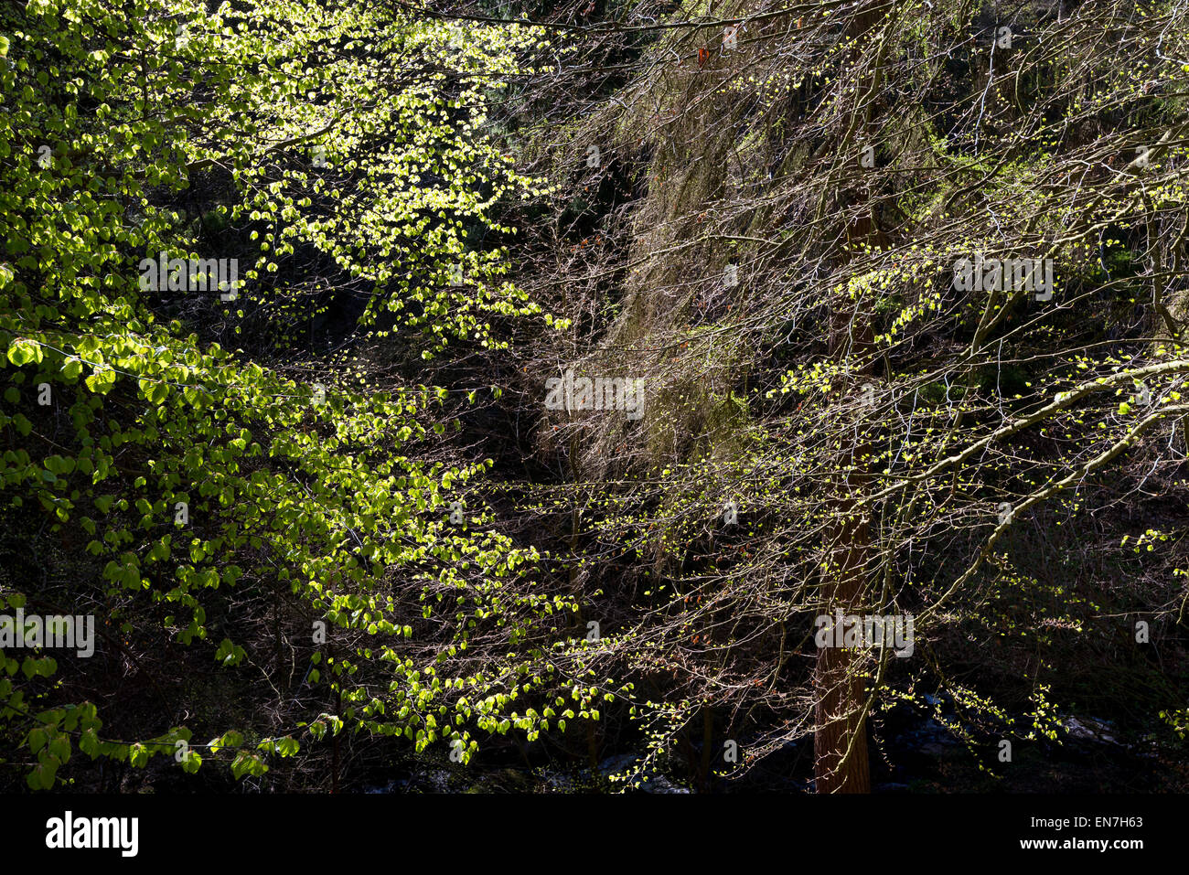 Bright green spring foliage of Beech trees contrasting against a dark background. Stock Photo