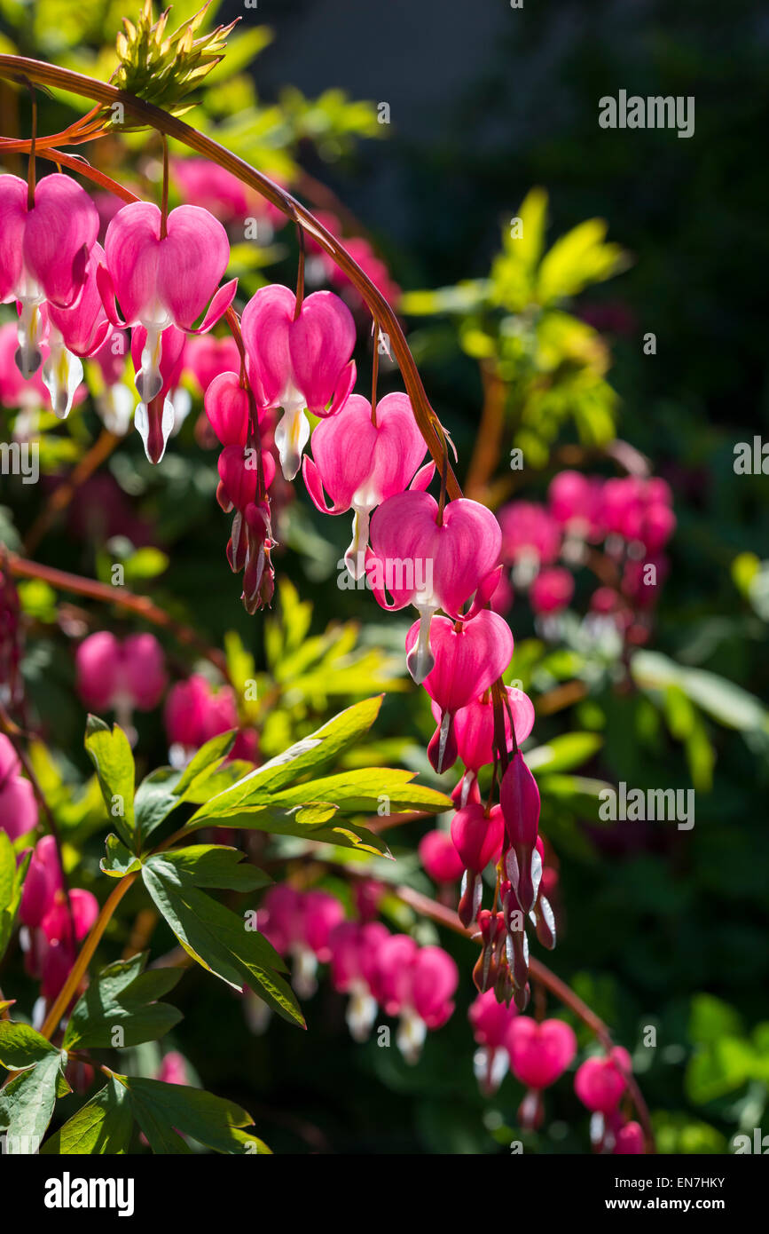 Dicentra Spectabilis (Bleeding Heart) with drooping red flowers in