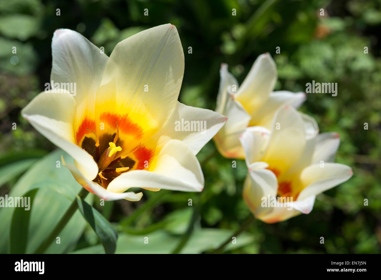 Creamy coloured Tulip flowers opening in spring sunshine. Stock Photo