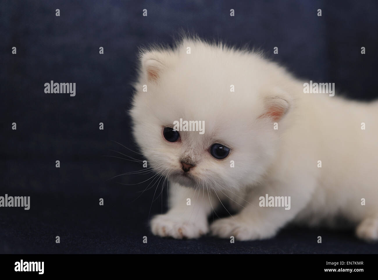 British Shorthair White Kitten N Dark Blue Background Stock Photo