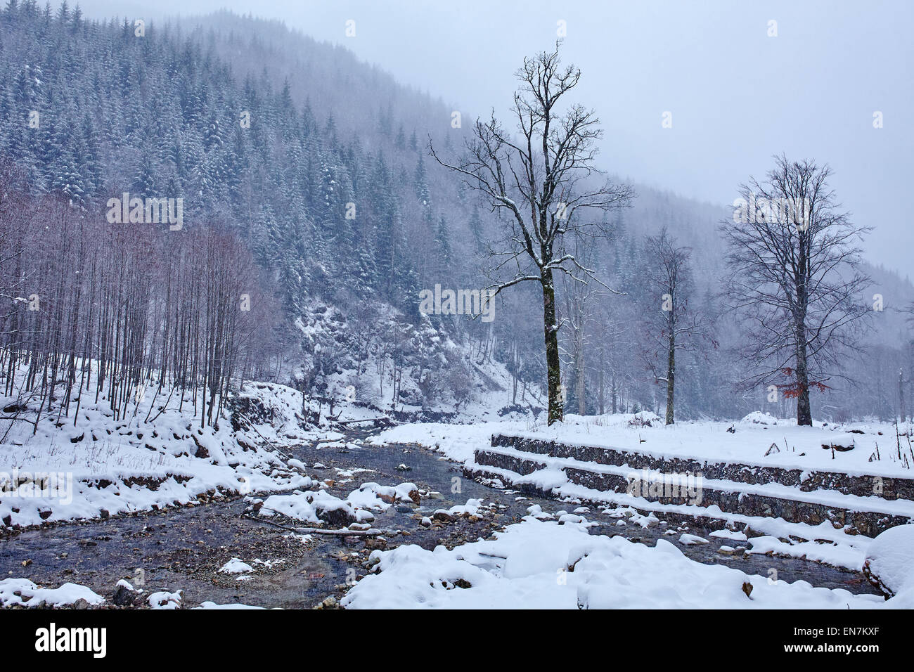 Winter landscape in mountains with river flowing trough the forest ...