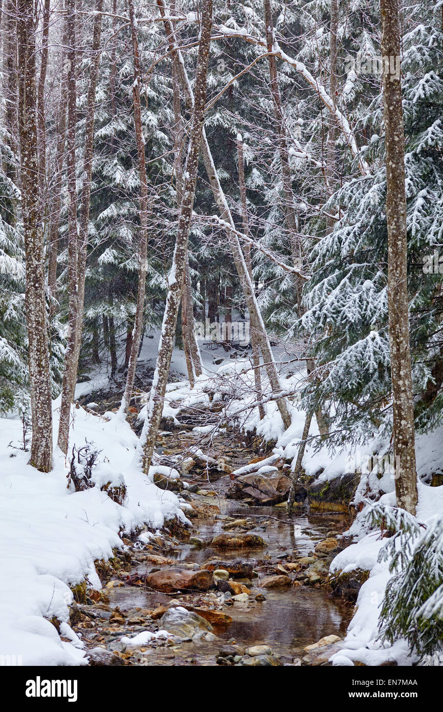 Winter landscape in mountains with river flowing trough the forest ...