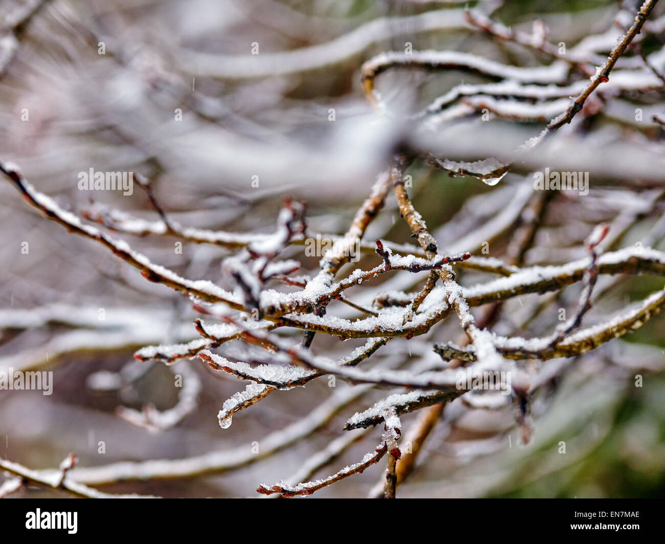 Closeup of a tree branch covered with ice and snow, selective focus ...