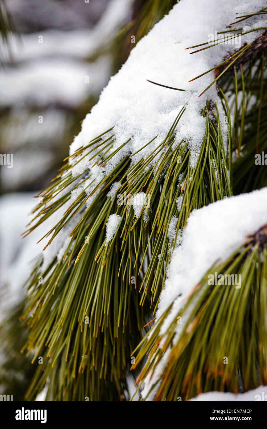 Closeup of a frozen pine branch in the winter with selective focus ...