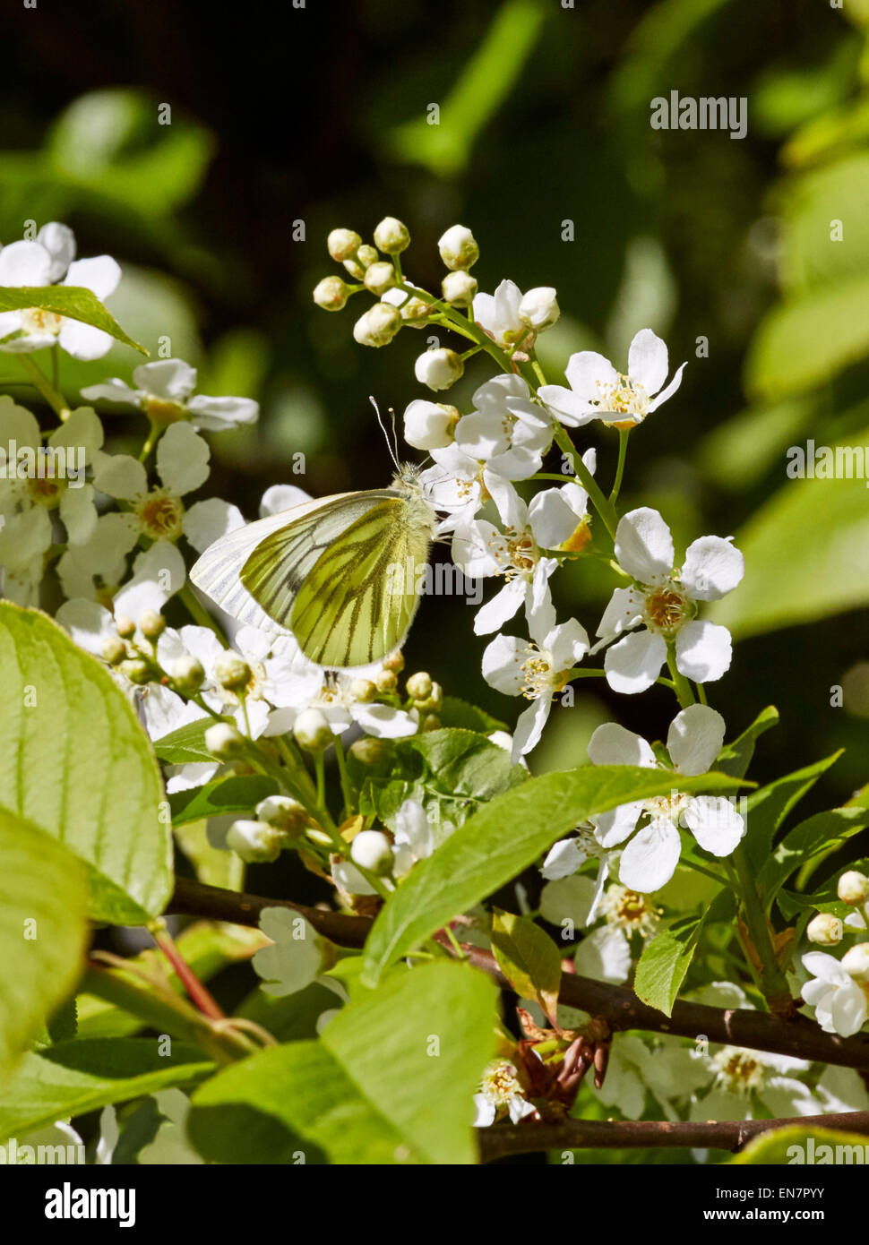 Green-veined White butterfly feeding on Bird Cherry flowers.  Hurst Meadows, West Molesey, Surrey, England. Stock Photo