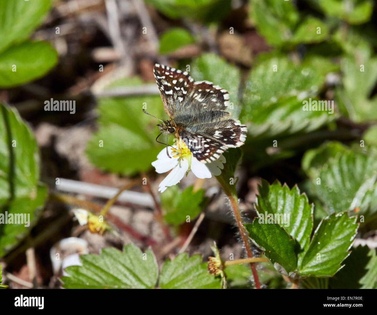 Grizzled Skipper butterfly nectaring on wild strawberry. Sheepleas, East Horsley, Surrey, England. Stock Photo