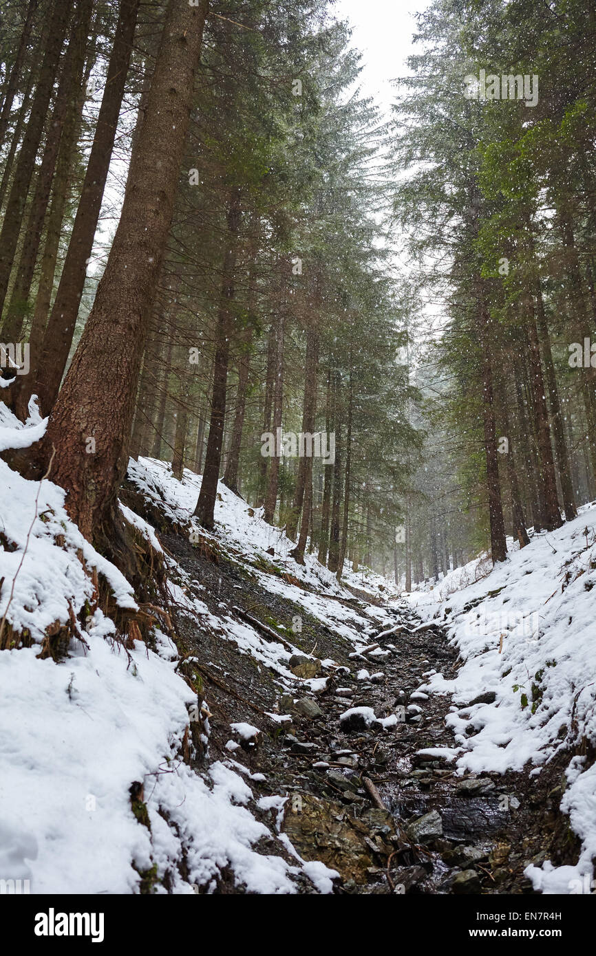 Winter landscape in mountains with river flowing trough the old pine ...