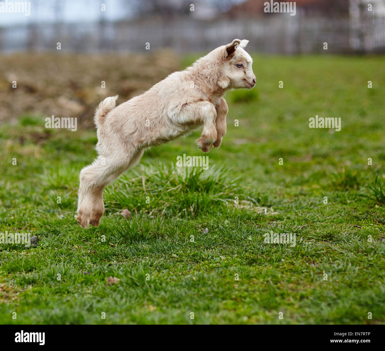 Adorable baby goat jumping around on a pasture Stock Photo