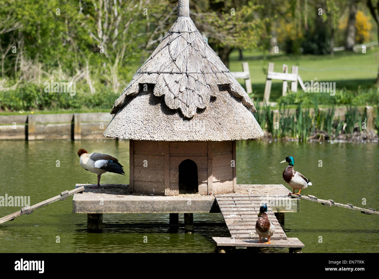 Ducks on a duck house in a village pond Stock Photo