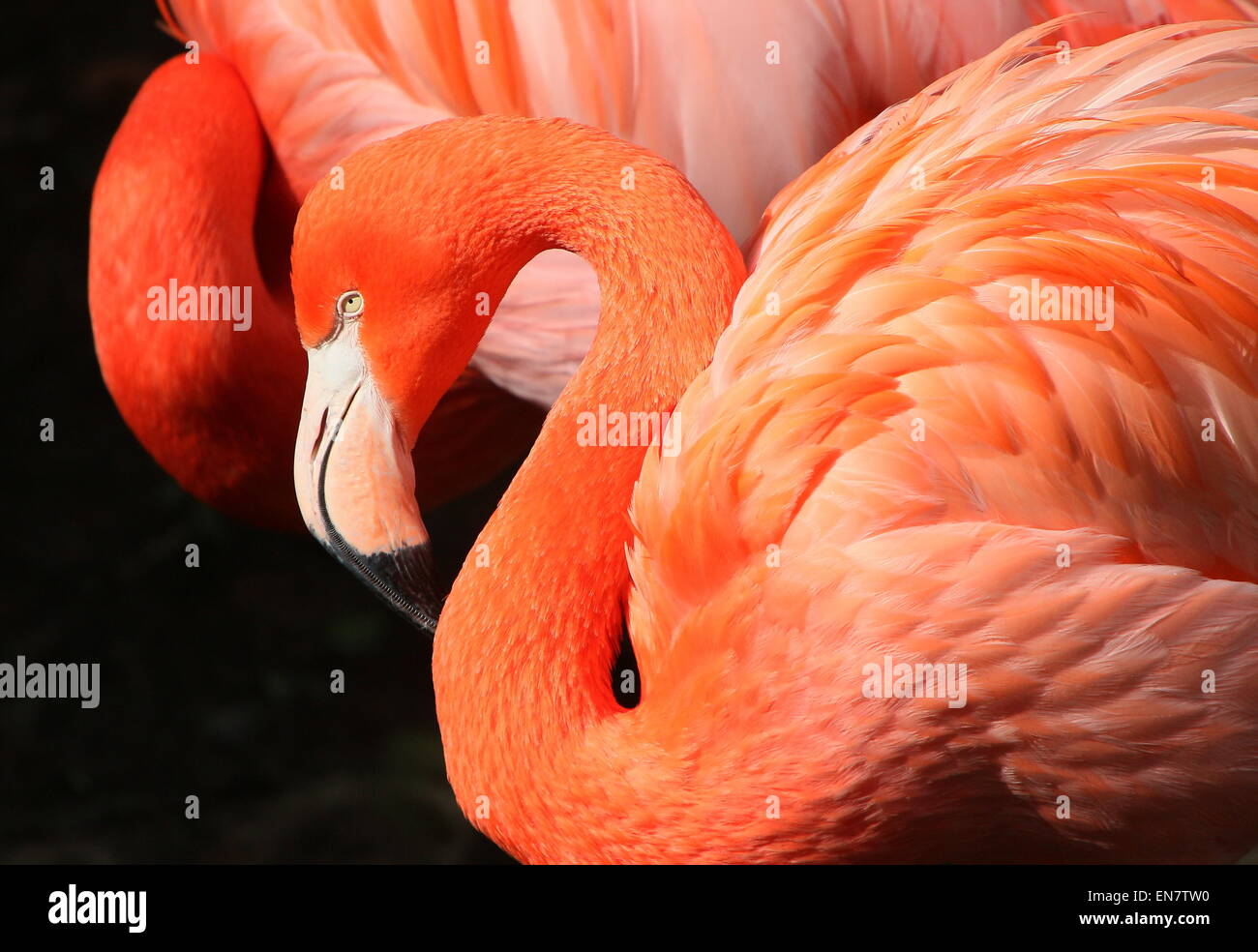 American or Caribbean flamingo ( Phoenicopterus ruber), closeup of the head, another one in the background Stock Photo