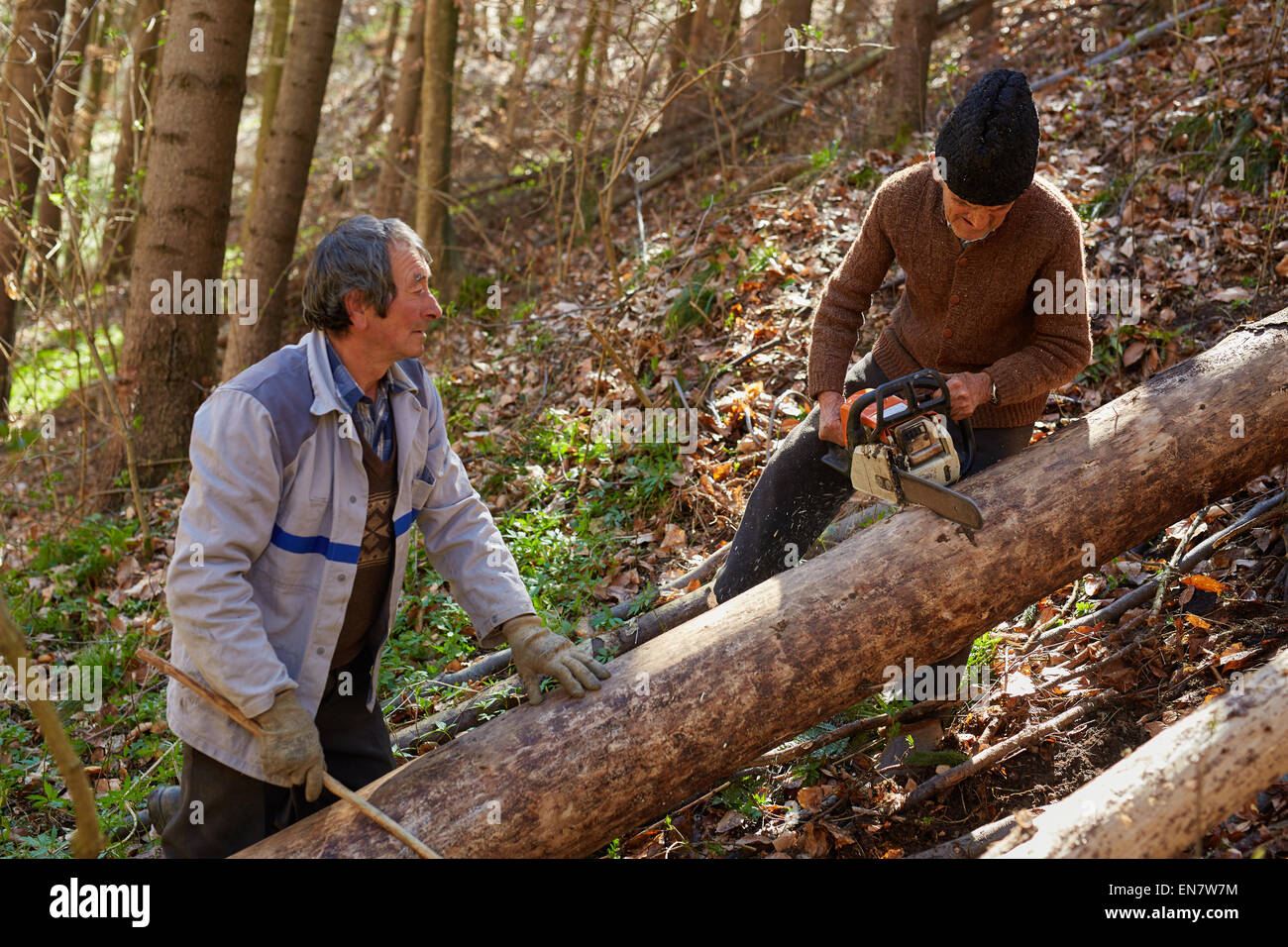 Senior farmers woodcutters cutting down trees for timber or firewood