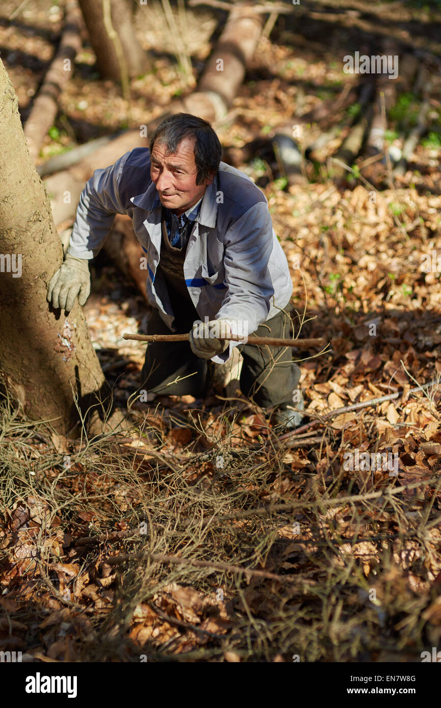 Old caucasian woodcutter moving in the forest to mark a tree for ...
