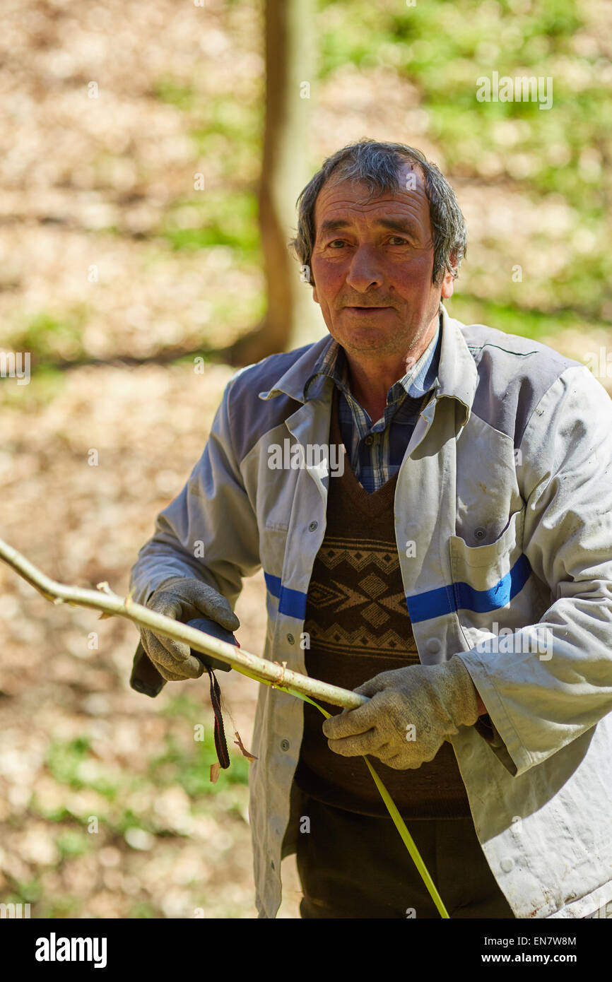Old caucasian woodcutter moving in the forest to mark a tree for ...