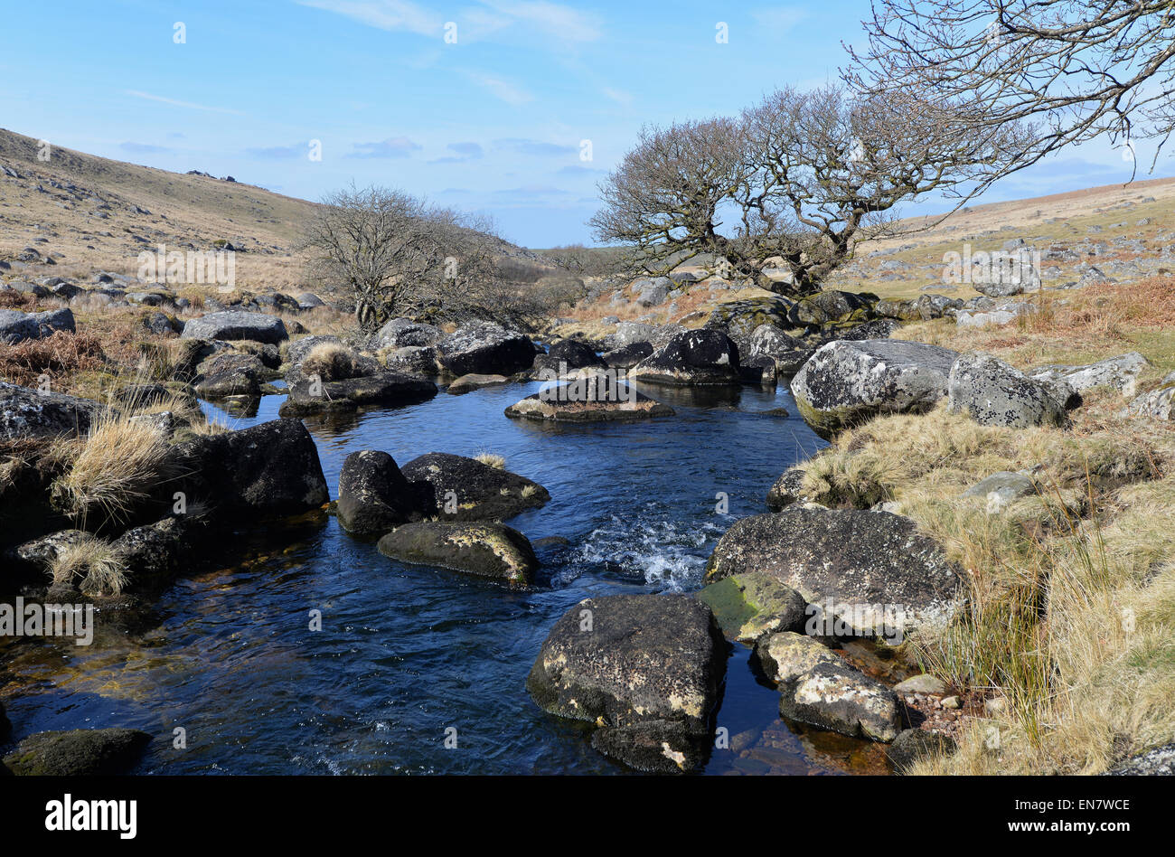 Black a Tor Copse on Dartmoor National Park. High altitude oak woodland