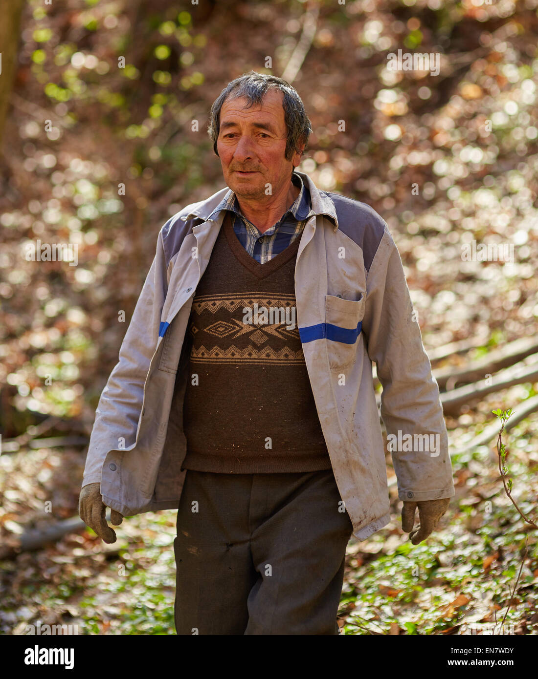 Old caucasian woodcutter moving in the forest to mark a tree for ...