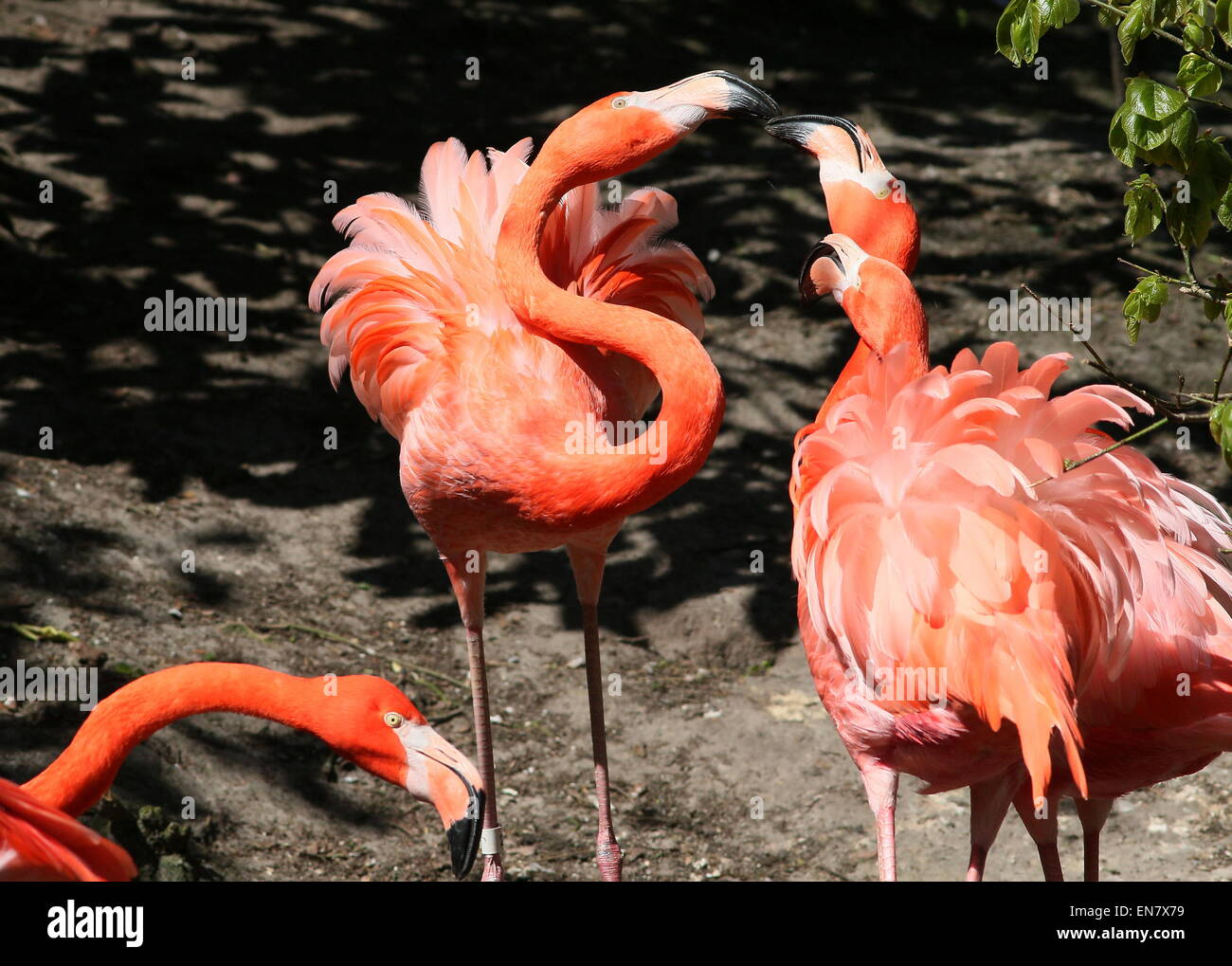Three spunky American or Caribbean flamingos  (Phoenicopterus ruber) fighting, tempers flaring Stock Photo