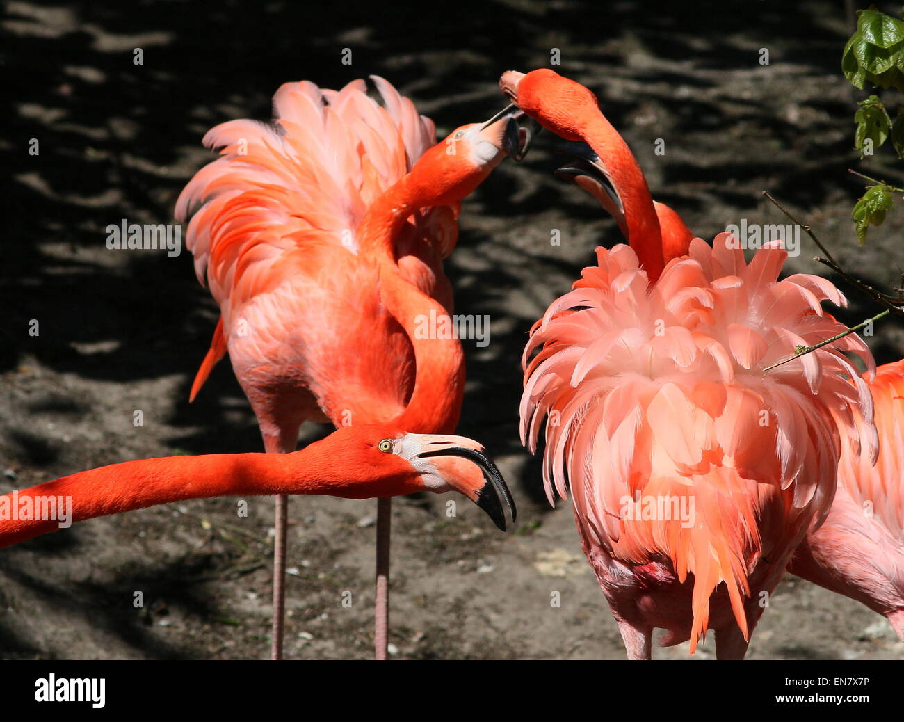 Feisty American or Caribbean flamingos  (Phoenicopterus ruber) fighting Stock Photo