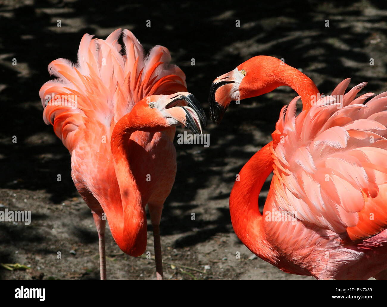 Feisty American or Caribbean flamingos  (Phoenicopterus ruber) fighting, closeup of the heads Stock Photo