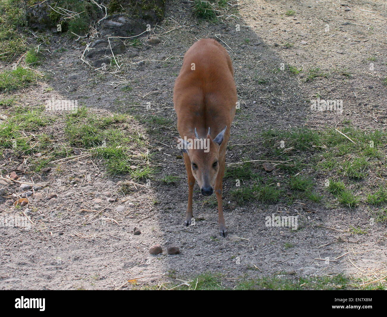 Small Southeast African Red forest duiker or Natal duiker antelope (Cephalophus natalensis) Stock Photo